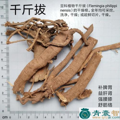 中药材千金榨图片