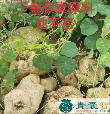 中药材千金薯图片