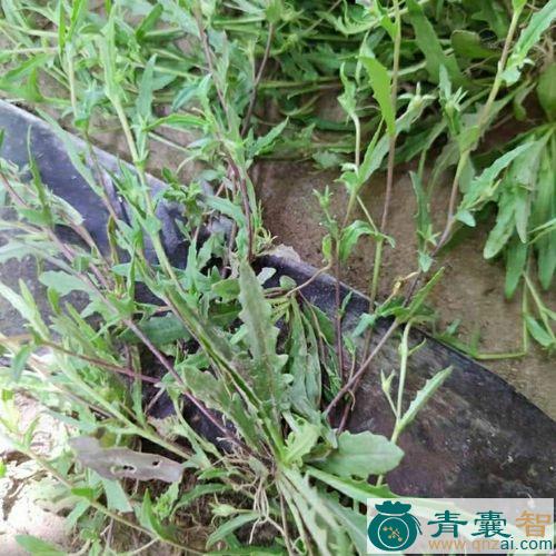 中药材午时逢图片