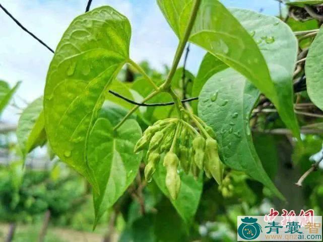 半夜兰的性味归经以及功效用法-青囊智