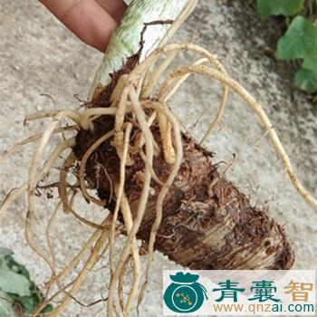 中药材半截磨图片