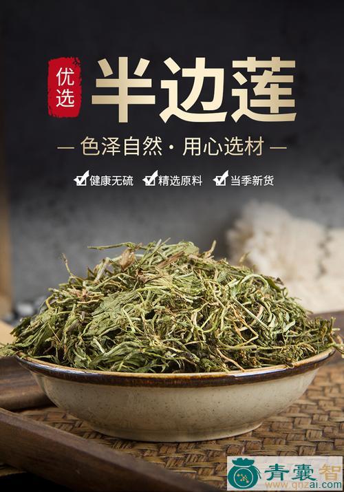 中药材半边双图片