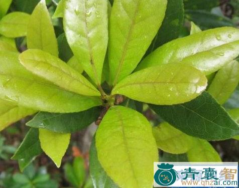 中药材半边枫图片