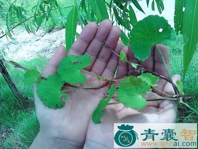 中药材半边碗图片