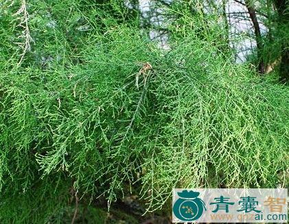 中药材华东山柳图片