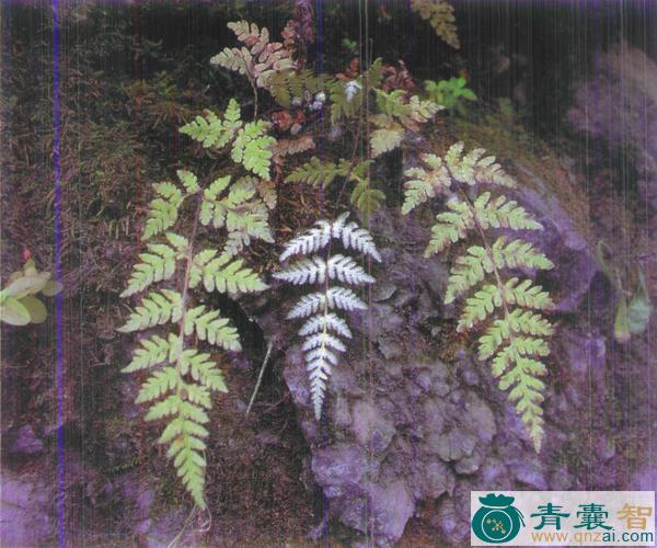 华北粉背蕨的性味归经以及功效用法-青囊智