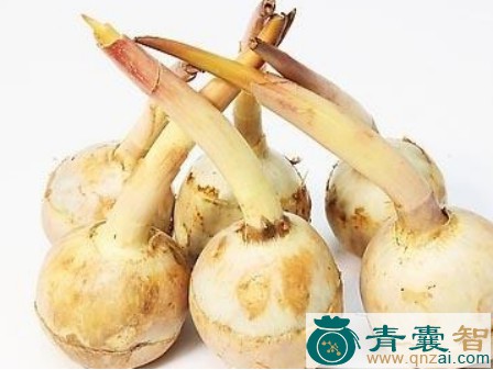 中药材华夏慈菇图片