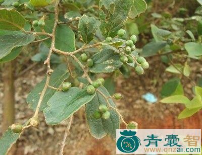 华山矾果的以及功效用法-青囊智