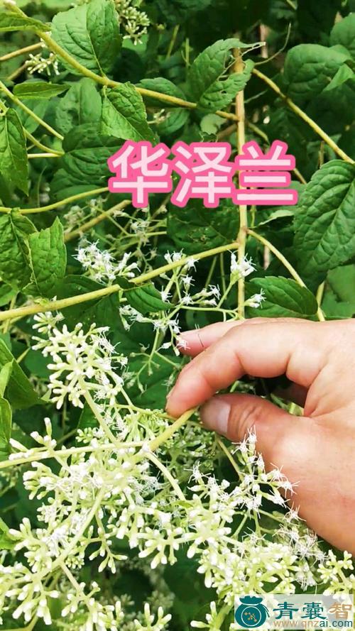 中药材华泽兰图片