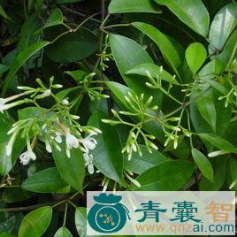 中药材华清香藤图片