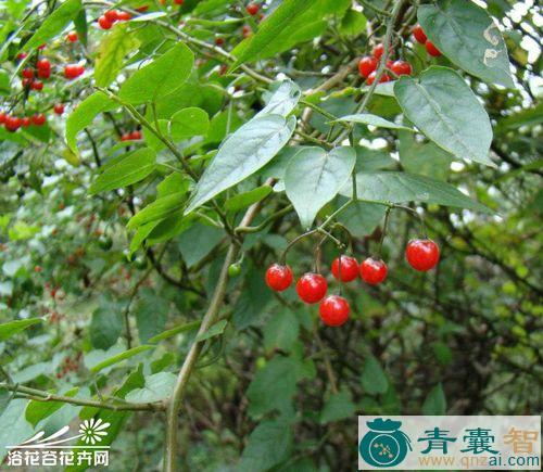 中药材华白英图片