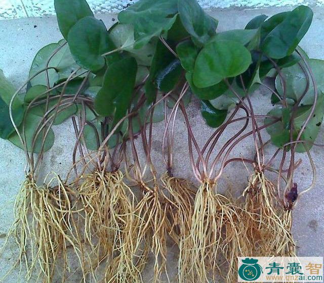中药材华细辛图片