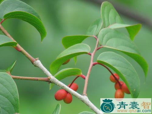 中药材华青皮木图片