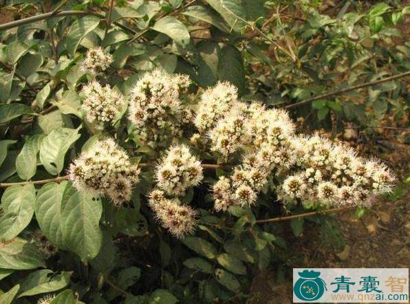 中药材华风车子叶图片