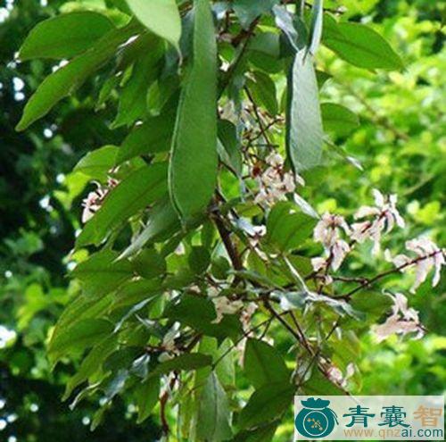 中药材单刀根图片