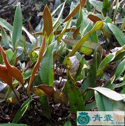 单刀石韦的性状性味归经以及功效用法-青囊智