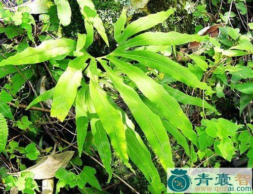 中药材单叶扇蕨图片