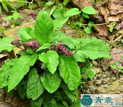 中药材单叶血盆草图片