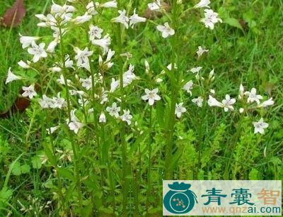 中药材单条草图片