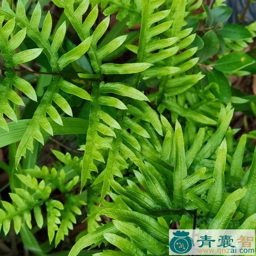 中药材单片锯图片