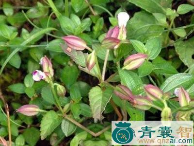 中药材单色翼萼图片