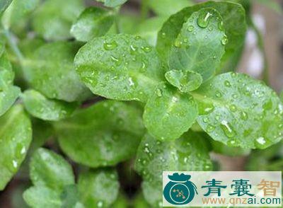 中药材单花芥图片