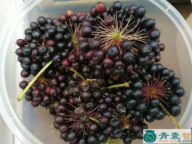 中药材南五加果图片