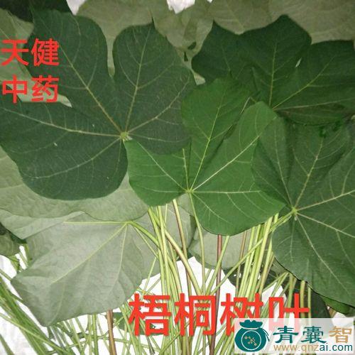 中药材南京梧桐图片