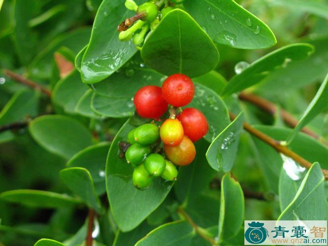 南岭荛花的性状性味归经以及功效用法和注意事项-青囊智