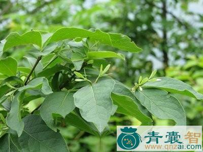 南方六道木的以及功效用法-青囊智