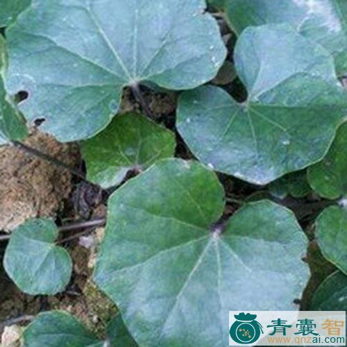 中药材南瓜七图片