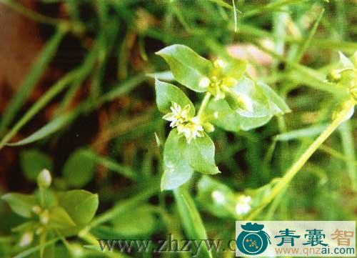 南瓜阴芽的性味归经以及功效用法-青囊智