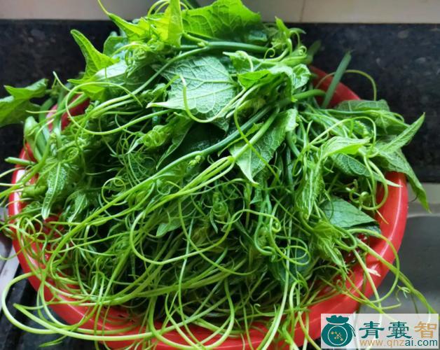 中药材南瓜须图片