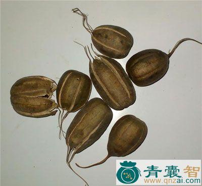 中药材南粤马兜铃图片