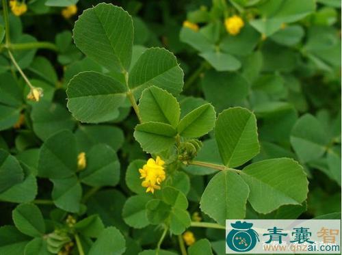 中药材南苜蓿图片