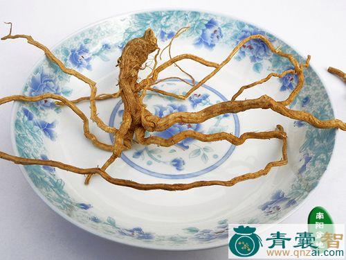 中药材南面根图片