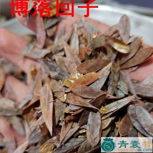 中药材博落回图片