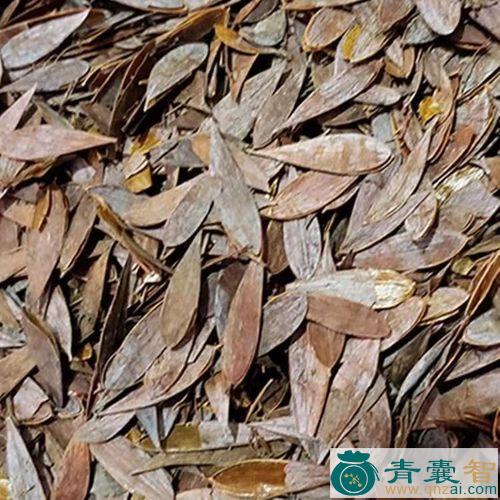 中药材博落筒图片