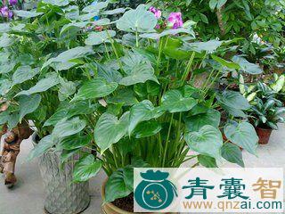 中药材卜芥图片