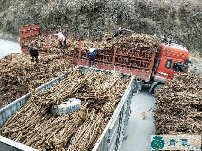 中药材占车图片