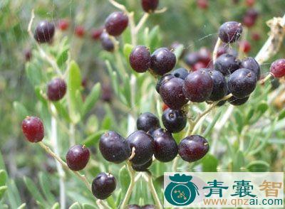 中药材卡密图片