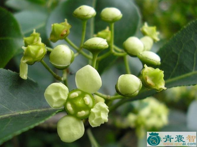 卫环草的性状性味归经以及功效用法-青囊智