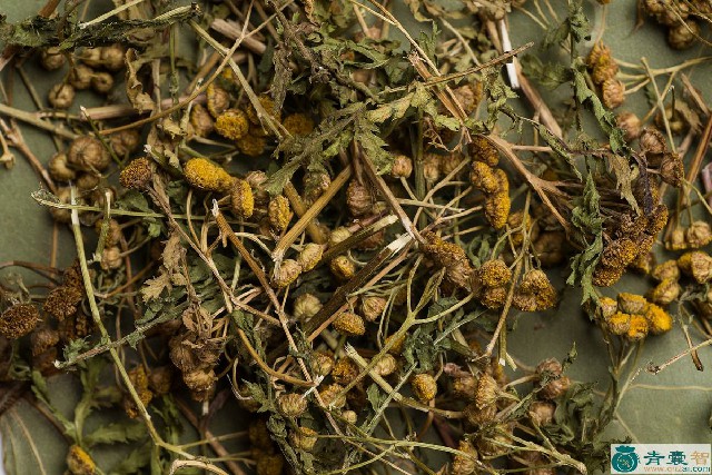 印度苘麻的性状性味归经以及功效用法和注意事项-青囊智