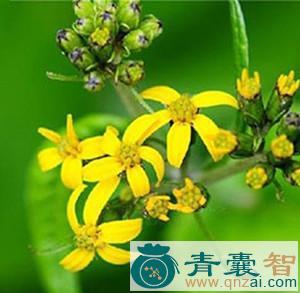 卵叶橐吾的性味归经以及功效用法-青囊智