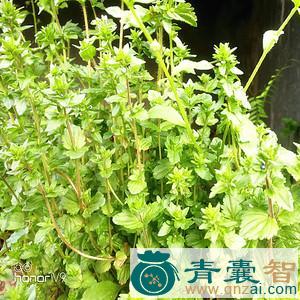 中药材卵子草图片