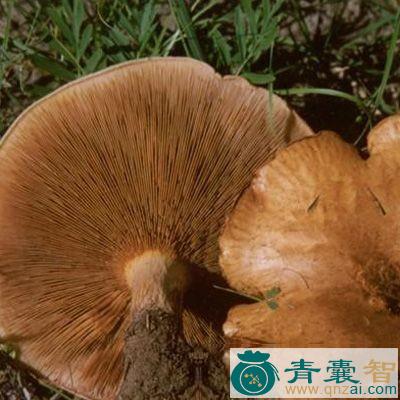 中药材卷伞菌图片