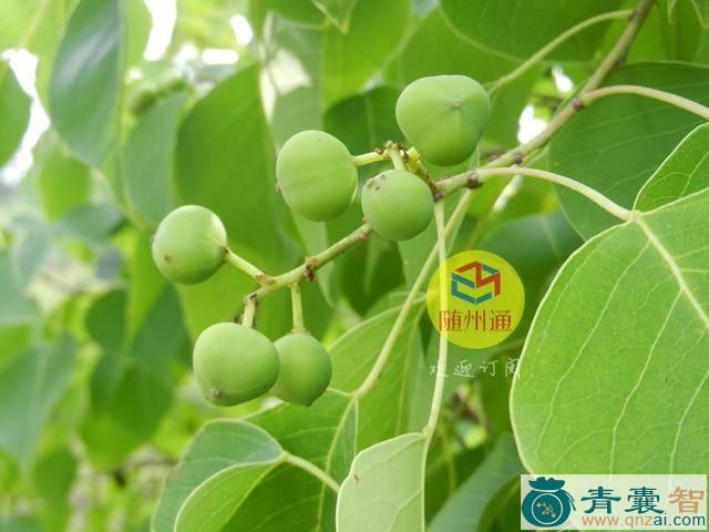 中药材卷子树图片