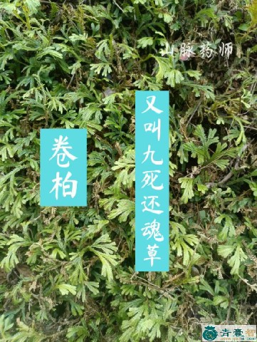 中药材卷柏叶图片