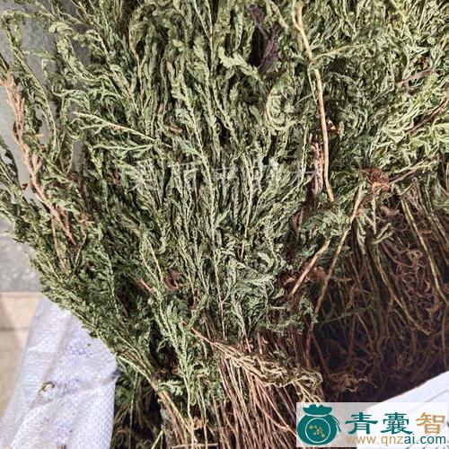 中药材卷柏状石松图片