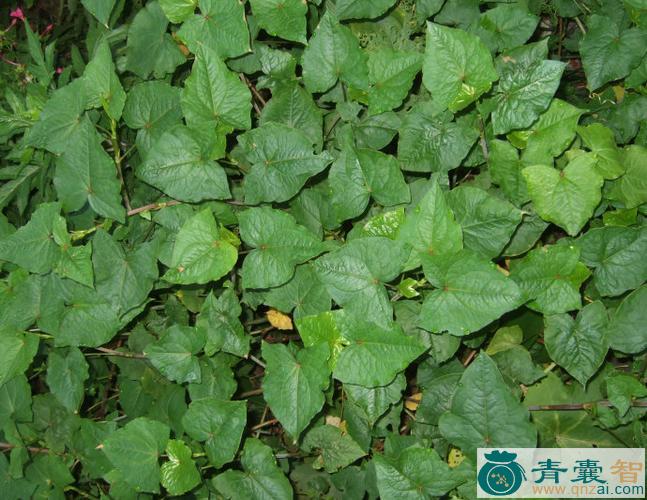 中药材卷茎蓼图片